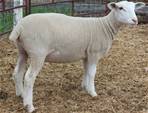 Sheep Trax Liliana 392L
